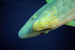 Napoleon wrasse. by Dray Van Beeck 
